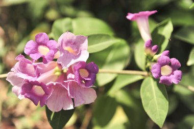 Sarımsak asma Menekşe çiçek