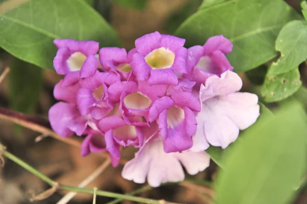 Vitlök vin violett blomma — Stockfoto