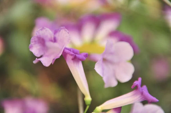 Knoflook wijnstok violet bloem — Stockfoto