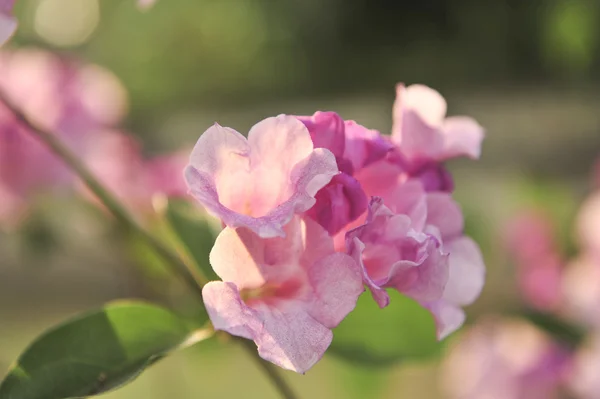 Alho videira flor violeta — Fotografia de Stock