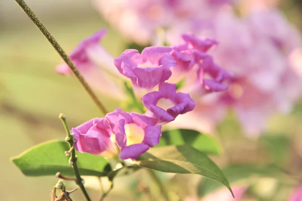 Česnek révy Fialový květ — Stock fotografie