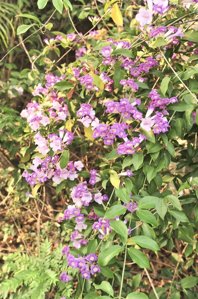 Garlic vine violet flower — Stock Photo, Image