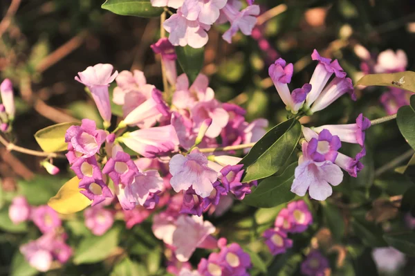 Knoflook wijnstok violet bloem — Stockfoto