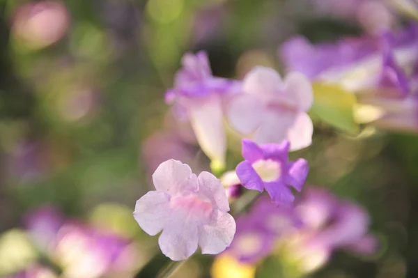 Knoflook wijnstok violet bloem — Stockfoto