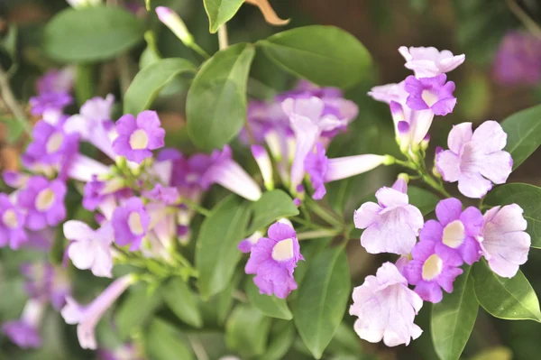Garlic vine violet flower — Stock Photo, Image