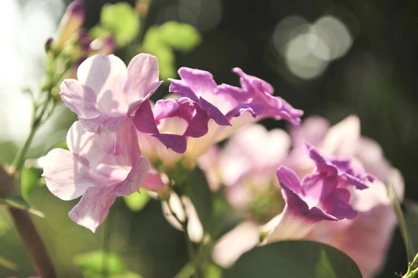 Ajo flor de la vid violeta —  Fotos de Stock