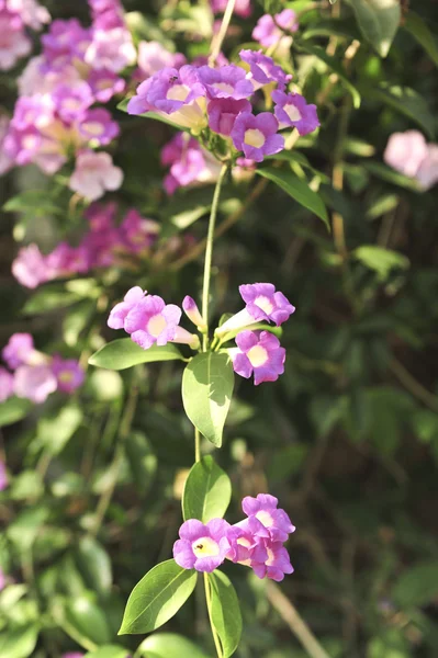 Vitlök vin violett blomma — Stockfoto
