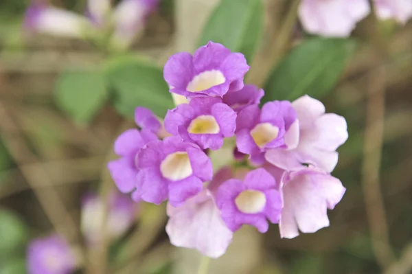 Knoflook wijnstok violet bloem — Stockfoto