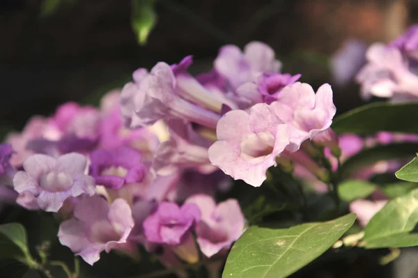 Фиолетовый цветок чеснока — стоковое фото