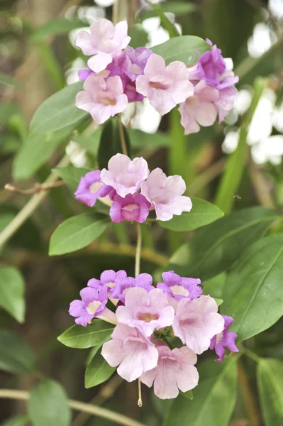 Valkosipuli viiniköynnöksen violetti kukka — kuvapankkivalokuva