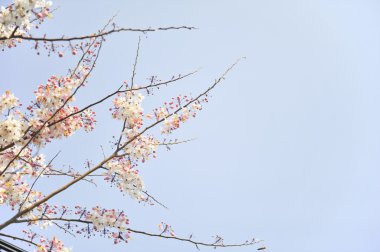 Lagerstroemia çiçek mavi zemin üzerine