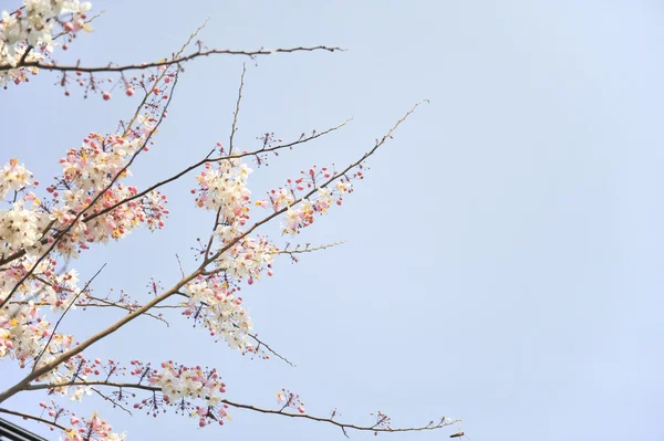 Lagerstroemia çiçek mavi zemin üzerine