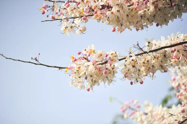 Lagerstroemia květin na modrém pozadí — Stock fotografie