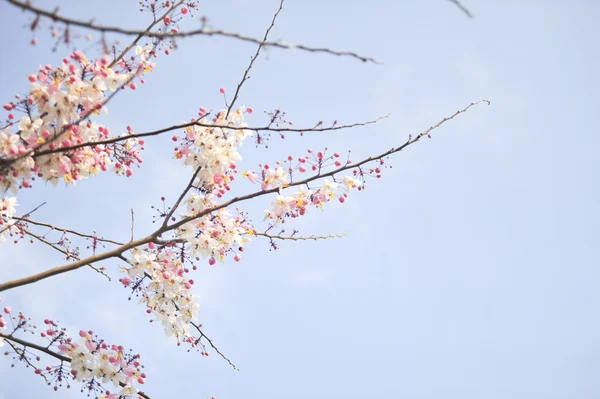 Lagerstroemia květin na modrém pozadí — Stock fotografie