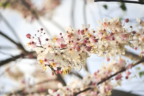 Lagerstroemia květin na modrém pozadí — Stock fotografie