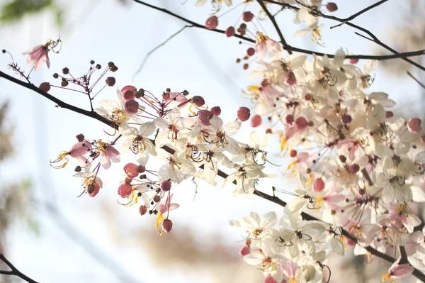 Lagerstroemia květin na modrém pozadí — Stock fotografie