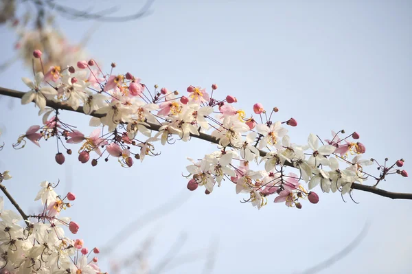 Lagerstroemia květin na modrém pozadí — Stock fotografie