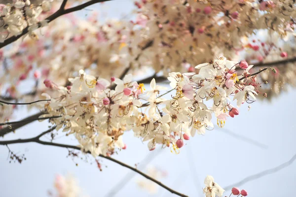 Lagerstroemia květin na modrém pozadí — Stock fotografie