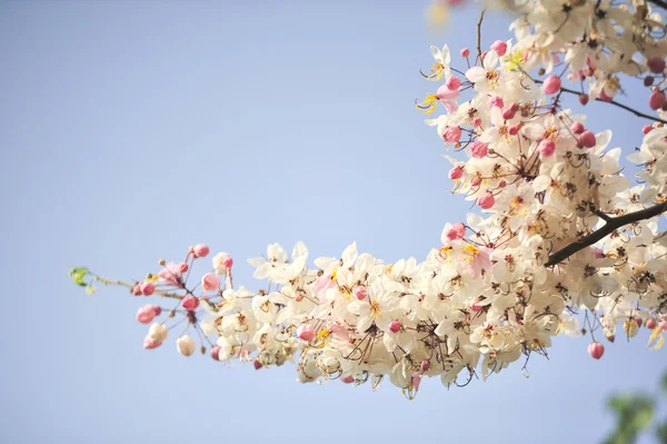 Lagerstroemia květin na modrém pozadí — Stock fotografie