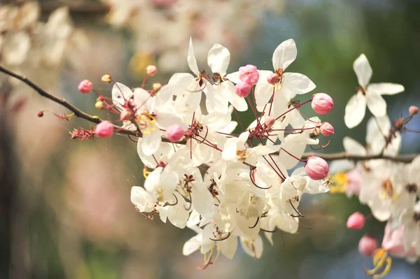 Lagerstroemia květin na modrém pozadí — Stock fotografie