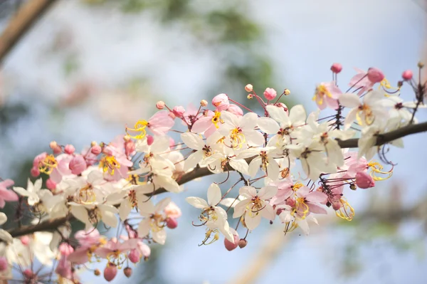 Lagerstroemia květin na modrém pozadí — Stock fotografie