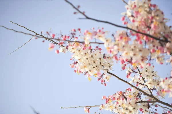 Lagerstroemia květin na modrém pozadí — Stock fotografie