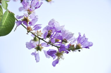 Lagerstroemia mavi gökyüzü arka planda