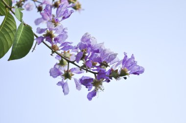 Lagerstroemia mavi gökyüzü arka planda