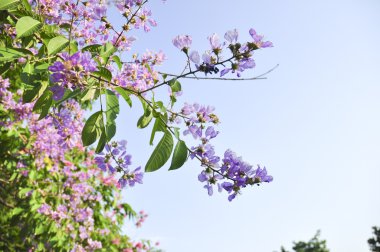 Lagerstroemia mavi gökyüzü arka planda