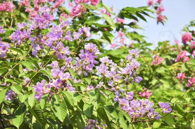 Lagerstroemia çiçek mavi gökyüzü arka planda
