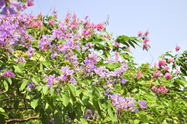 Lagerstroemia çiçek mavi gökyüzü arka planda