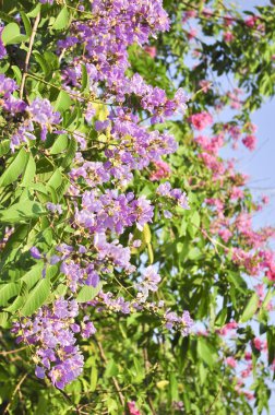 Lagerstroemia çiçek mavi gökyüzü arka planda