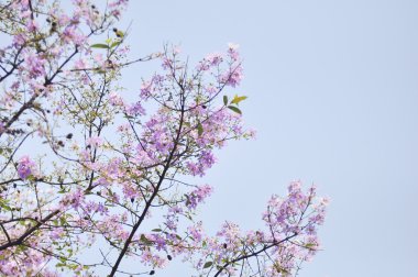 Lagerstroemia çiçek mavi gökyüzü arka planda
