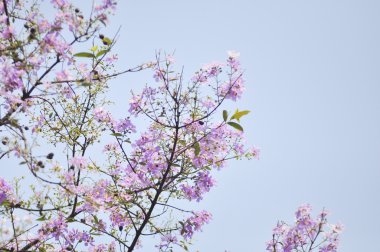 Lagerstroemia çiçek mavi gökyüzü arka planda