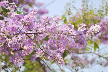 Lagerstroemia çiçek mavi gökyüzü arka planda