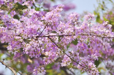 Lagerstroemia çiçek mavi gökyüzü arka planda