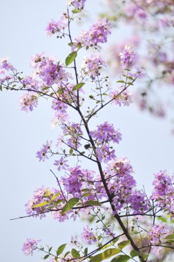 Lagerstroemia çiçek mavi gökyüzü arka planda