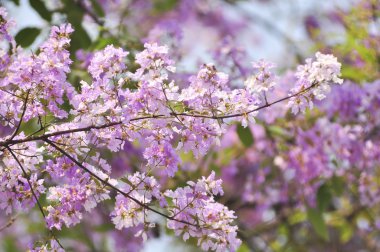 Lagerstroemia çiçek mavi gökyüzü arka planda