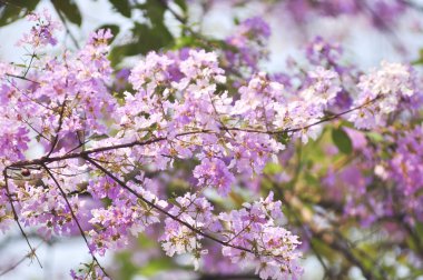 Lagerstroemia çiçek mavi gökyüzü arka planda
