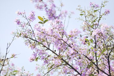 Lagerstroemia çiçek mavi gökyüzü arka planda