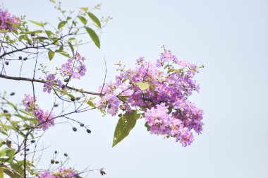 Lagerstroemia çiçek mavi gökyüzü arka planda