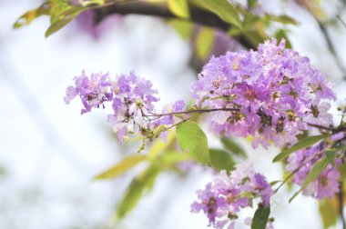 Lagerstroemia çiçek mavi gökyüzü arka planda