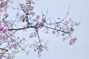 Lagerstroemia çiçek mavi gökyüzü arka planda