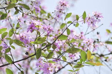 Lagerstroemia çiçek mavi gökyüzü arka planda