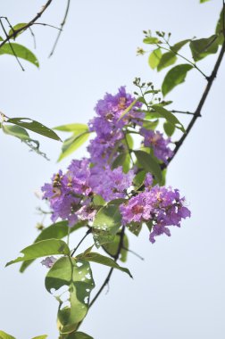 Lagerstroemia çiçek mavi gökyüzü arka planda