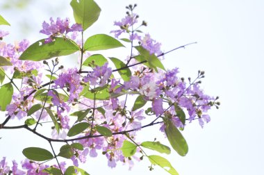 Lagerstroemia çiçek mavi gökyüzü arka planda