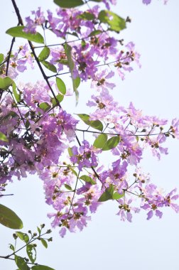 Lagerstroemia çiçek mavi gökyüzü arka planda