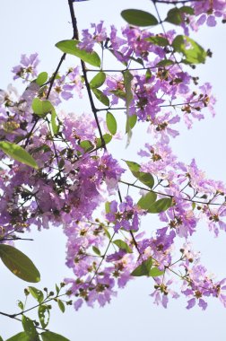 Lagerstroemia çiçek mavi gökyüzü arka planda