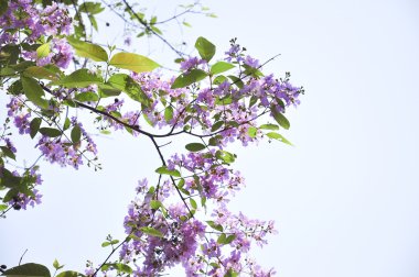 Lagerstroemia çiçek mavi gökyüzü arka planda