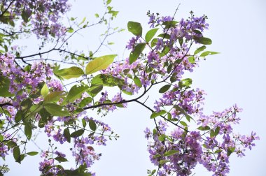 Lagerstroemia çiçek mavi gökyüzü arka planda